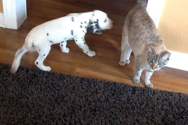 猫のあとをついていくダルメシアンの子犬（出典：Jennifer Potts）