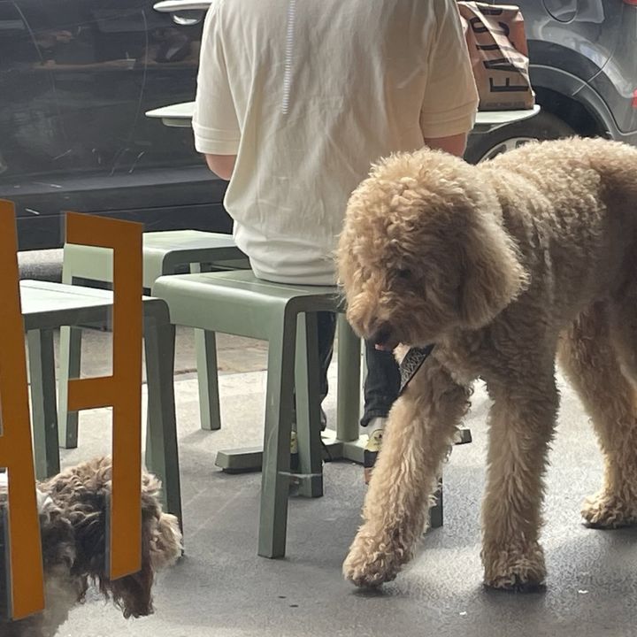 カフェの屋外スペースで寛ぐモコモコとした毛並みの大きな犬