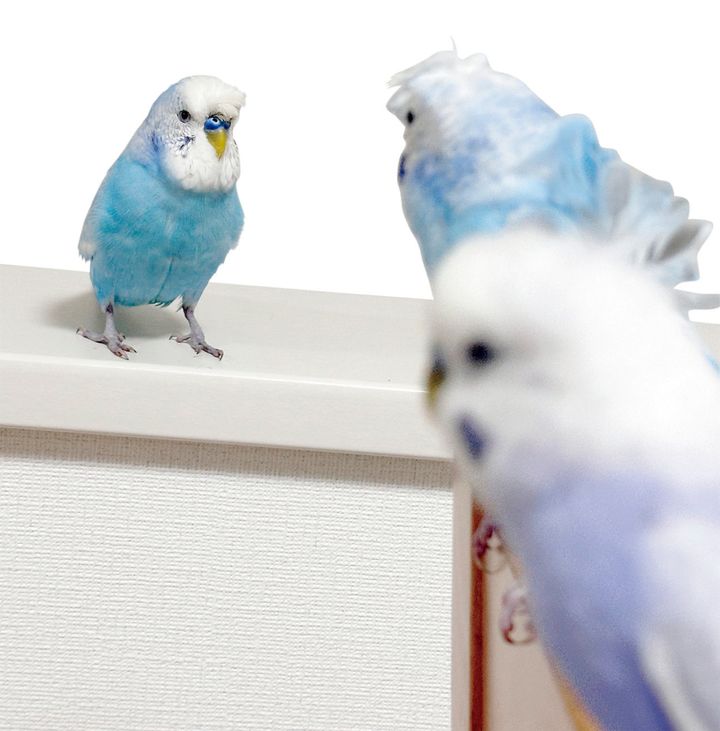 矢吹奈子さんのお守りであり癒やしの存在であるかわいらしい水色のセキセイインコたち