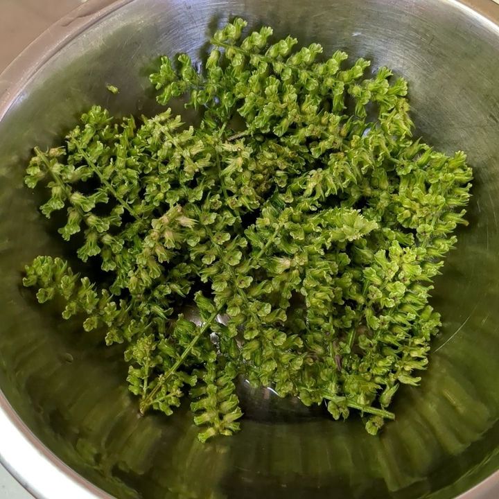【季節の手仕事シリーズ】しその実の塩漬け