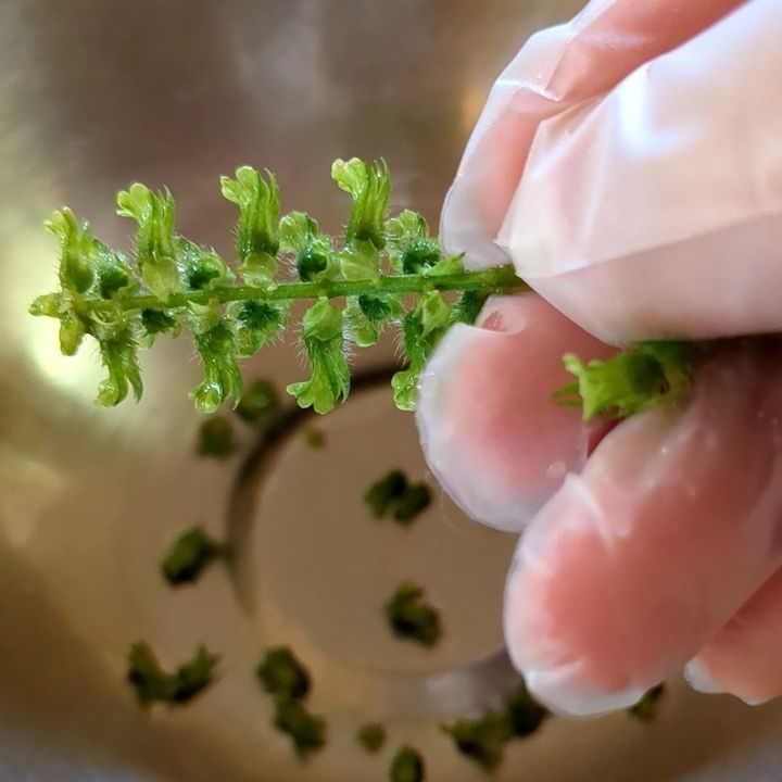 【季節の手仕事シリーズ】しその実の塩漬け