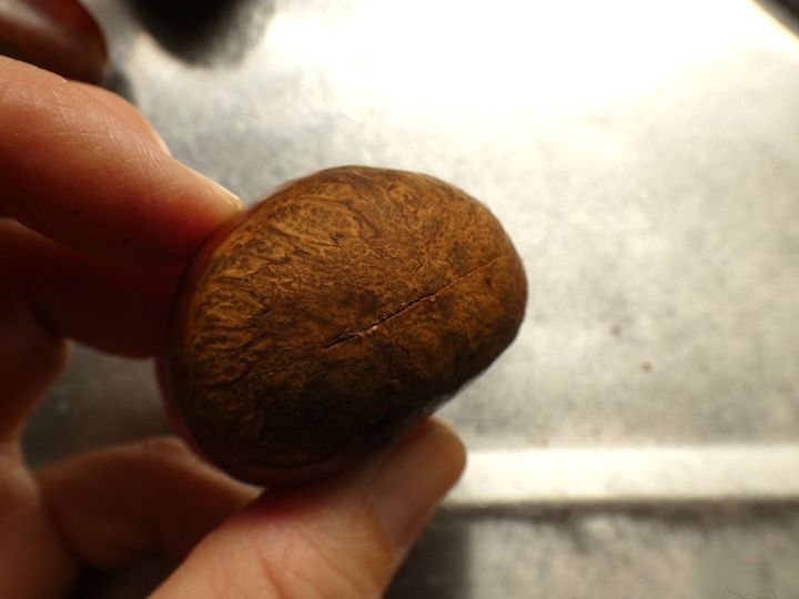 栗の皮が手でむける！簡単な栗の皮むき方法