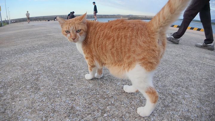お喋り好きの猫