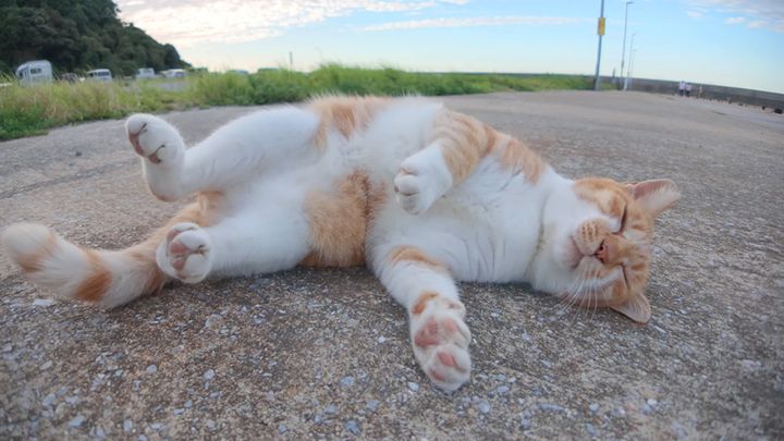 ゴロンと横になる猫