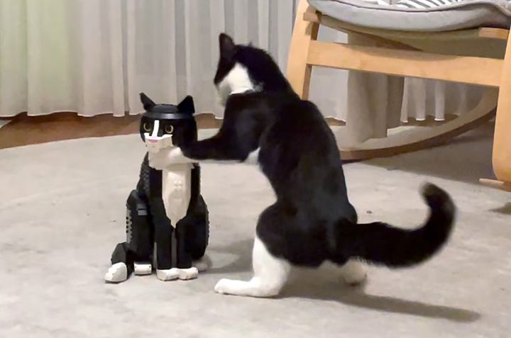 レゴの猫に戦いを挑む猫