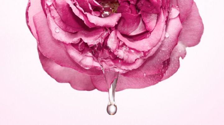 水滴が垂れるピンクのダマスクローズの花
