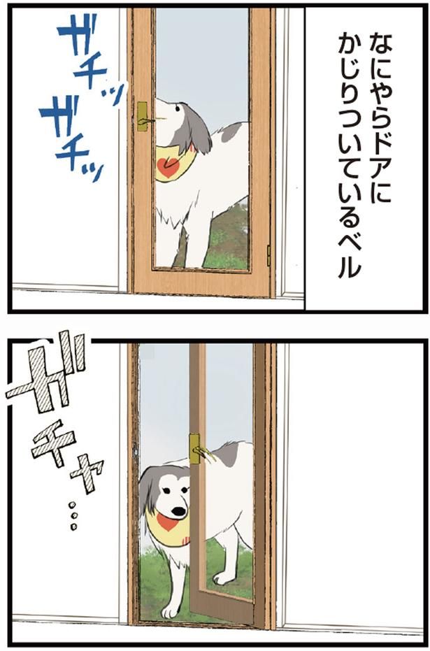 なにやらドアにかじりついているベル （C）今日のルンルン、ゆに／KADOKAWA