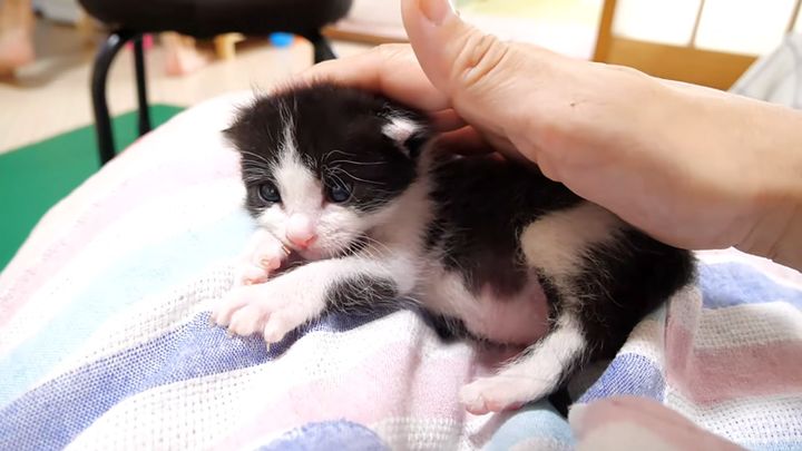 膝の上でまったりする子猫