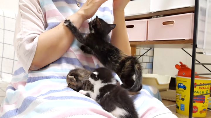 膝の上で大騒ぎする子猫達