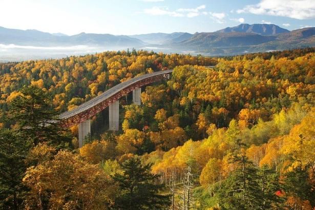 黄金色の森林を国道が走るさまは圧巻/三国峠～糠平湖の紅葉 画像提供：上士幌観光協会