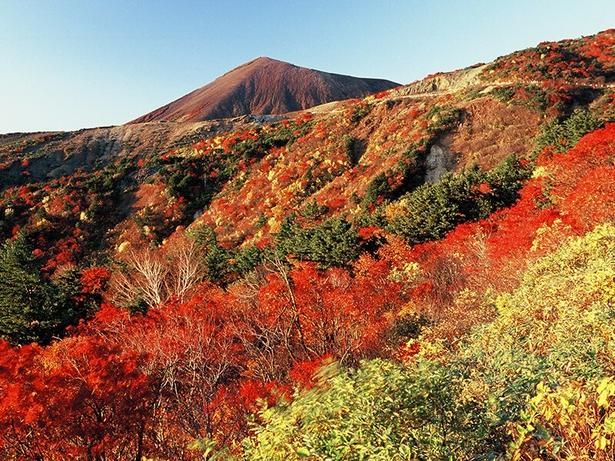 紅葉の見所として毎年多くの観光客が訪れる/磐梯吾妻スカイラインの紅葉 画像提供：福島市観光コンベンション協会