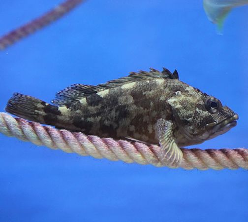【愛知県蒲郡市】竹島水族館が「再生」をテーマにした企画展開催！プラナリアを切って持ち帰る企画も