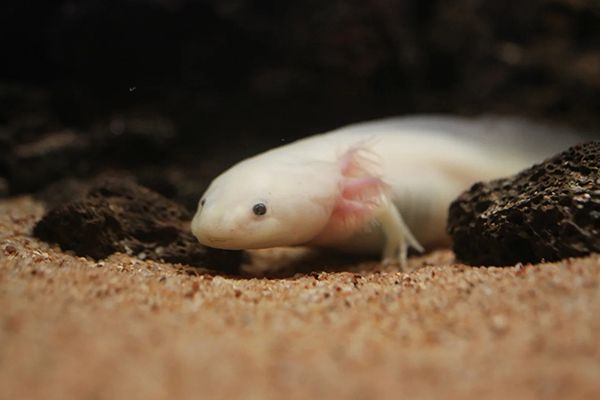 【愛知県蒲郡市】竹島水族館が「再生」をテーマにした企画展開催！プラナリアを切って持ち帰る企画も