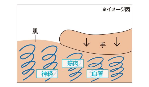 寝具のマットレスのように、スプリングが利いた状態が理想。適度な刺激は巡りを向上させ、弾力が復活。