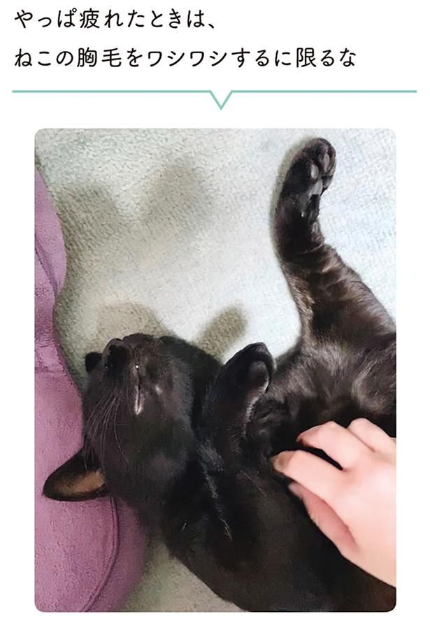 やっぱ疲れたときは、ねこの胸毛をワシワシするに限るな （C）AKR／KADOKAWA
