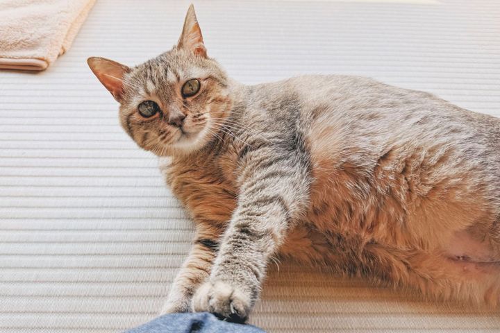 だいすきなねこたちとのんびりする時間が、一番ホッとします。 いつもありがとう、と思います。