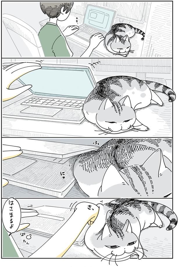 はさまりそうなネコ （C）キュルZ／KADOKAWA