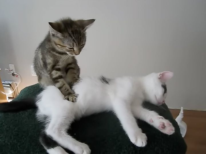 マッサージ上手な子猫！