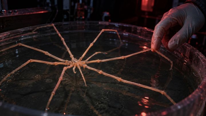 深海の暗闇で光る「長い脚の巨人」