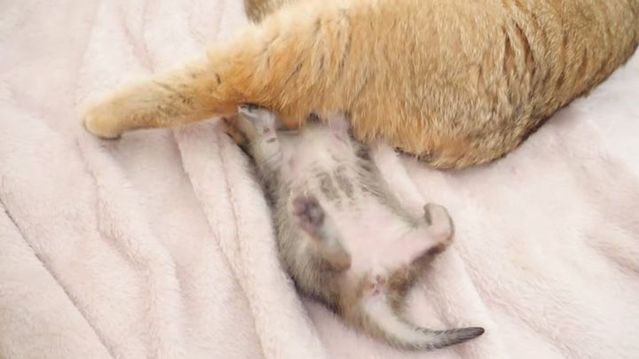足が乗っかった子猫