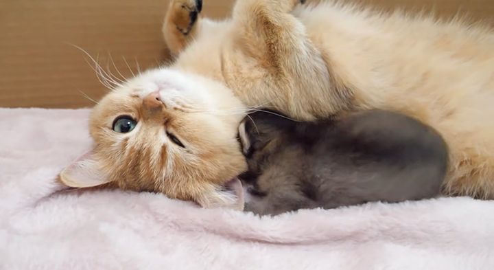 母猫に突撃する子猫