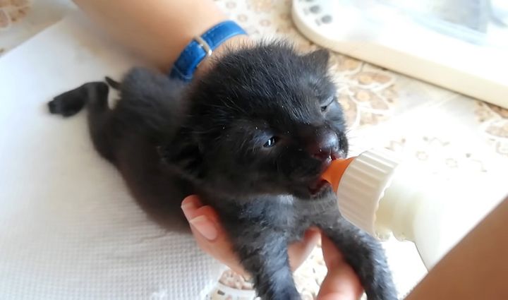 ミルクを飲む保護子猫