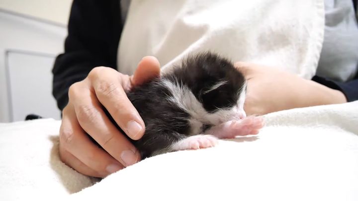 膝の上でくつろぐ子猫
