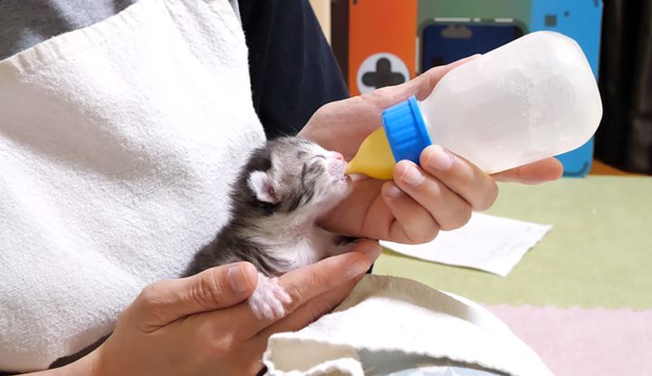 ミルクを飲む子猫