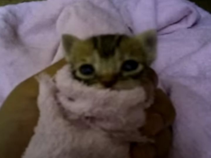 手のひらの中で甘える赤ちゃん猫
