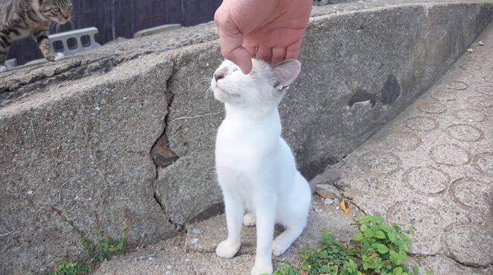 ナデナデされる猫
