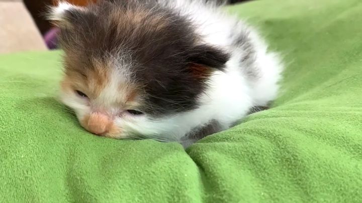 眠る子猫