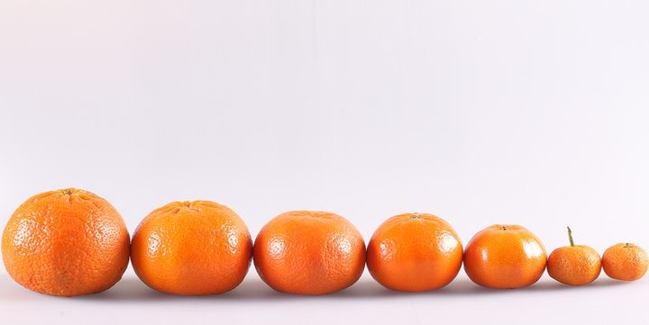 色々なサイズのみかんを並べた様子