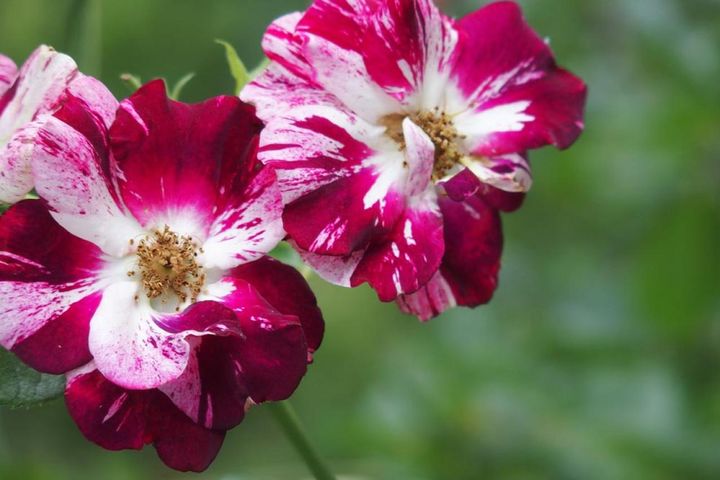 2009年、アメリカで作出された‘パープル スプラッシュ’。濃い赤紫の花弁に入る斑紋は、まさに刷毛で掃いたよう。（筆者撮影）