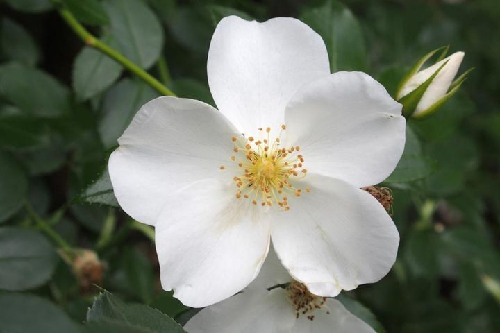 シングル咲きとも呼ばれる一重のバラ。‘フラウ ホレ’は純白の5弁の花がクリアな印象で、とがったつぼみもスタイリッシュ。（筆者撮影）