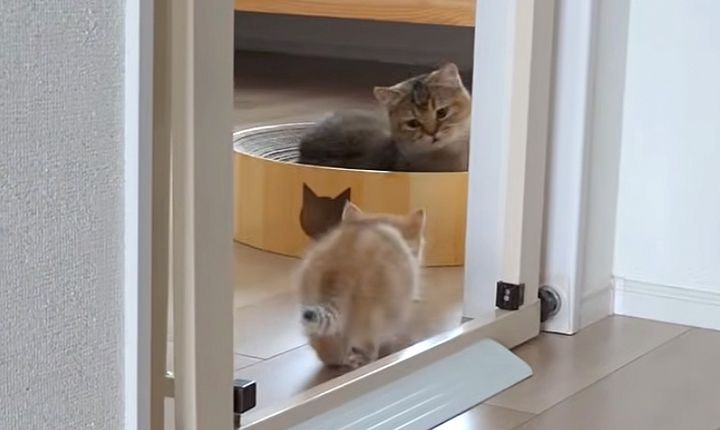 食後すぐに母猫に甘えに行く子猫