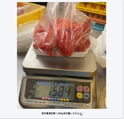 【北海道白老町】専用の箸を使い15秒間で持ち上げたたらこを持ち帰る「たらこ盛り放題」開催！玉ねぎ・じゃがいもの詰め放題も