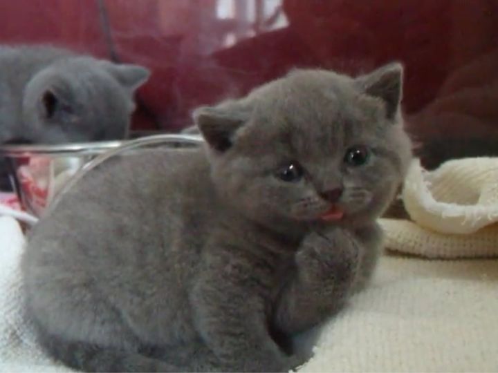 あどけない瞳で毛づくろいするブリティッシュ・ショートヘアの子猫