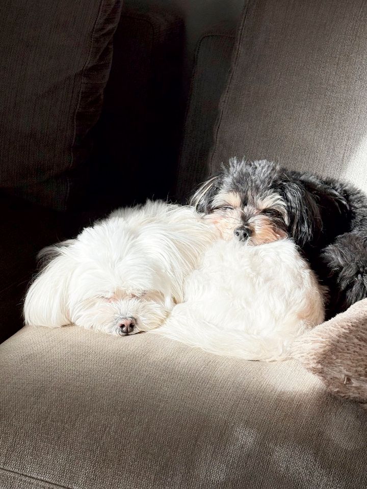 ソファで仲良く身を寄せて眠るなごみさんの愛犬ブランとノア