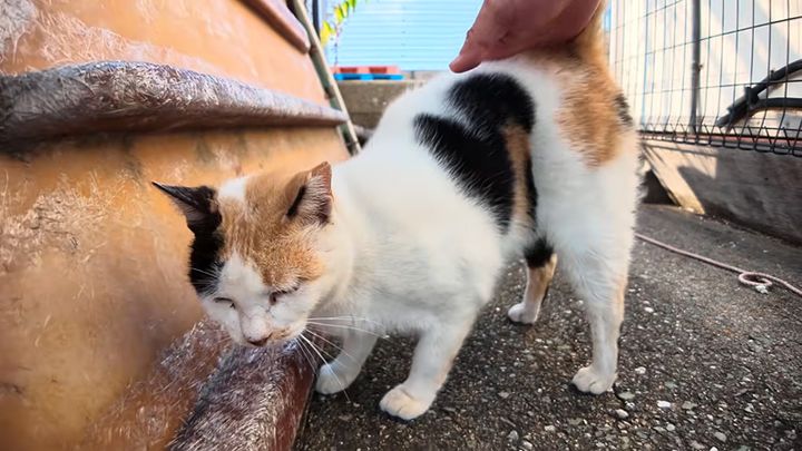 腰トントンを味わう猫