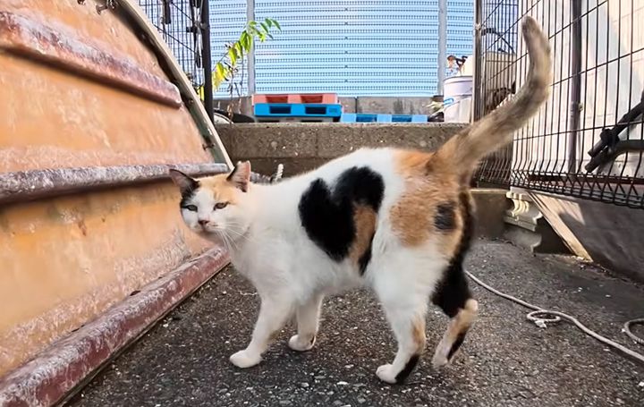 腰トントンを要求してきた猫