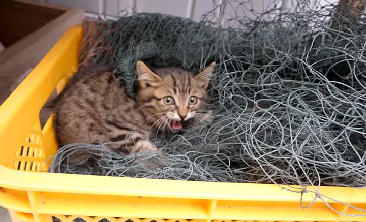 網に首が絡まって動けない子猫