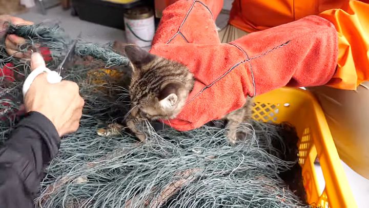 網に首が絡まって動けない子猫