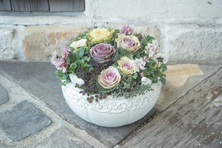 秋の寄せ植えは「フリル咲きビオラ」で上品に！ Chels Green亀井信輔さんが教えるきれいな仕上げるポイントとは