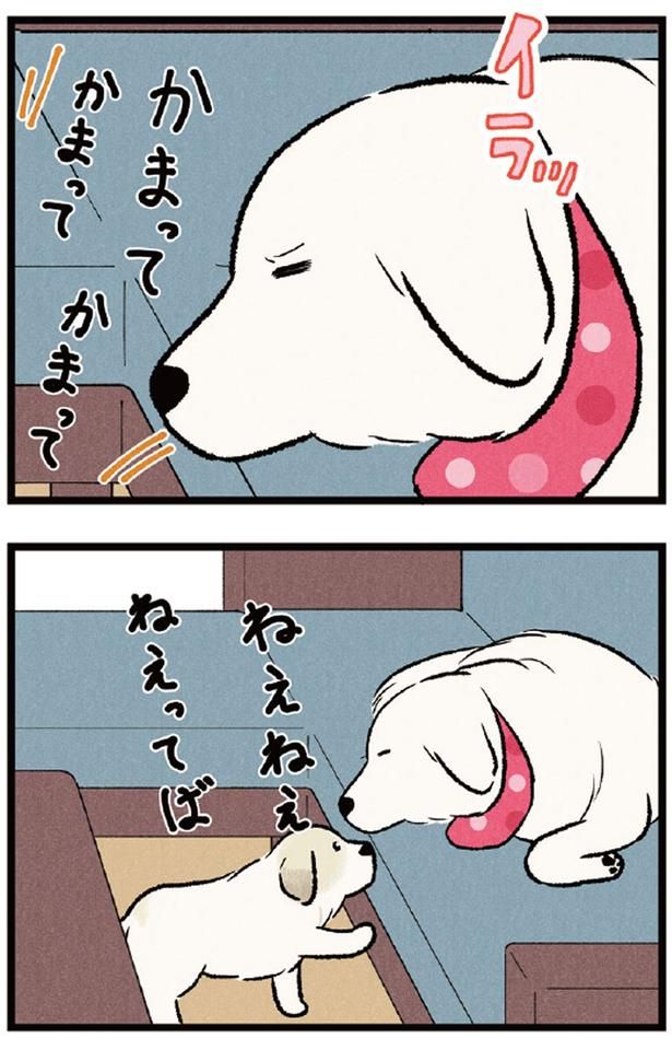 かまってかまって （C）今日のルンルン、黒羽沙乃／KADOKAWA