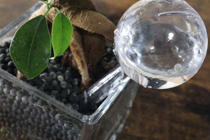ハイドロボールの観葉植物の鉢にウォーターディスペンサーが挿されている様子