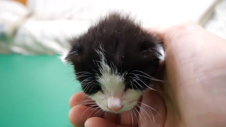 ゴロゴロ甘える子猫