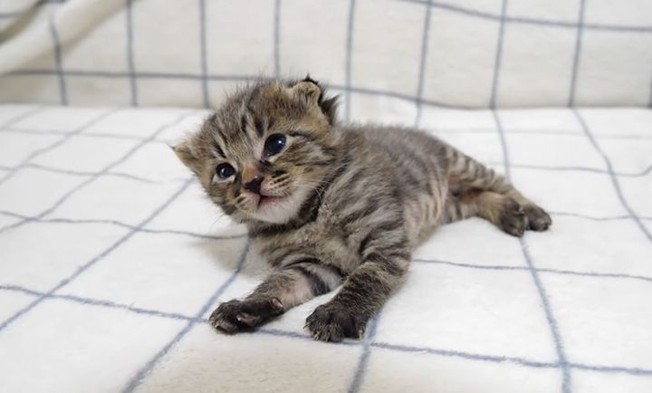 眠たくなると傾いちゃう子猫