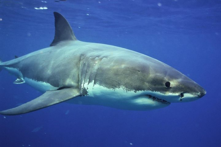 「海の動物最強」ランキング、3位の「ホホジロザメ」