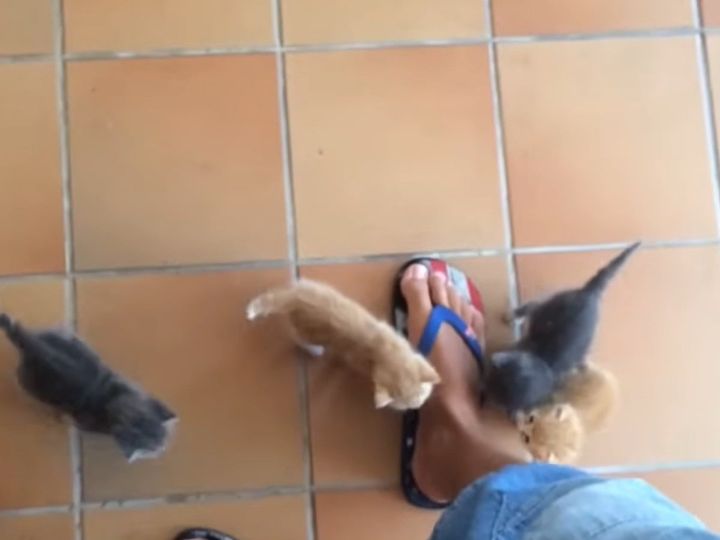 飼い主さんの足元に大集合する赤ちゃん猫たち