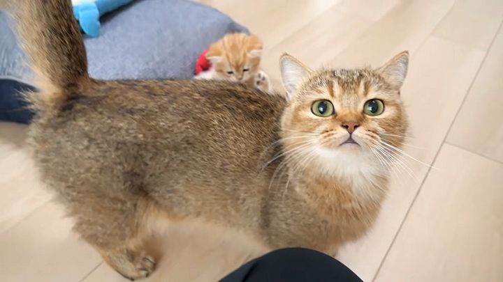 かまって欲しい母猫